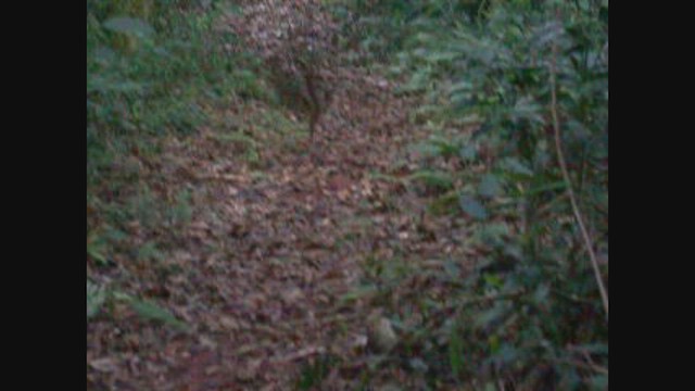 Silky-tailed Nightjar - ML470011671