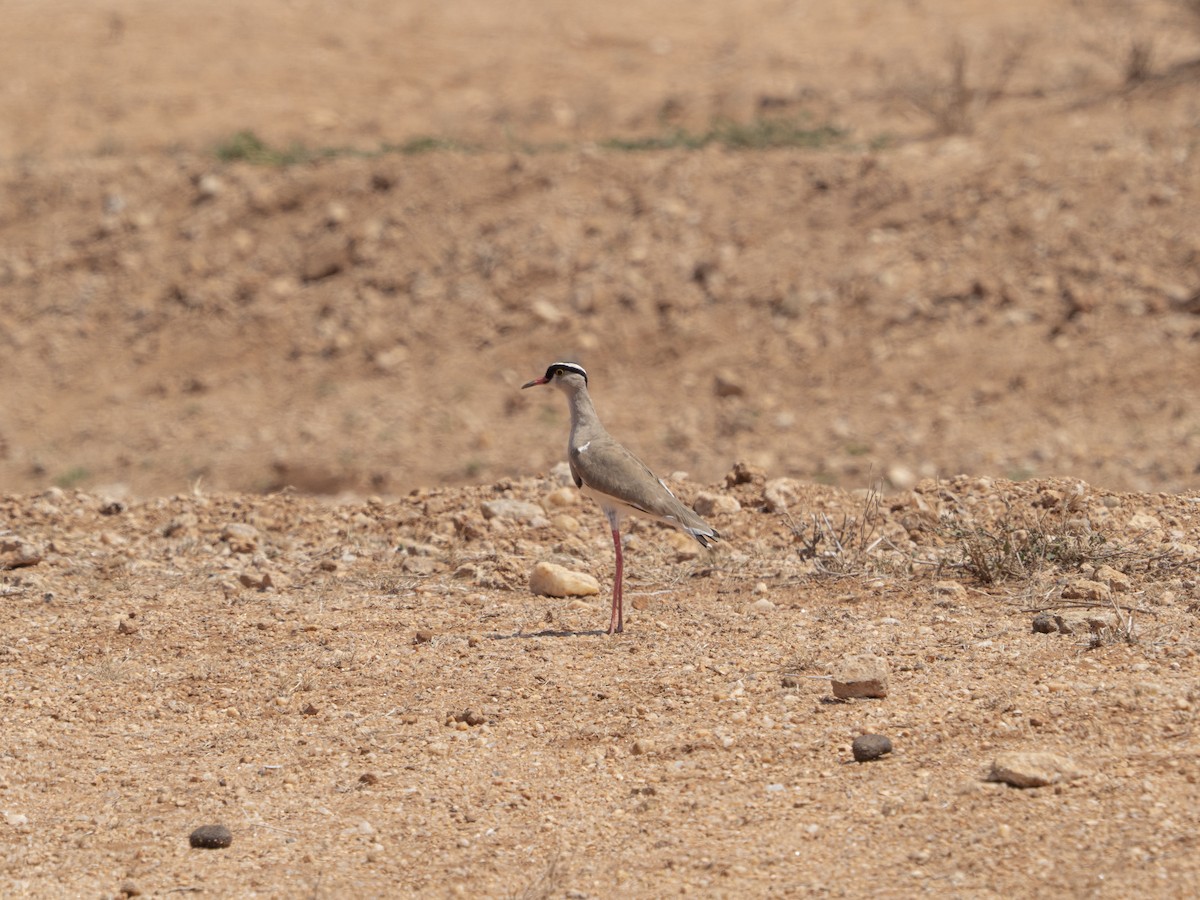 Crowned Lapwing - ML470012101