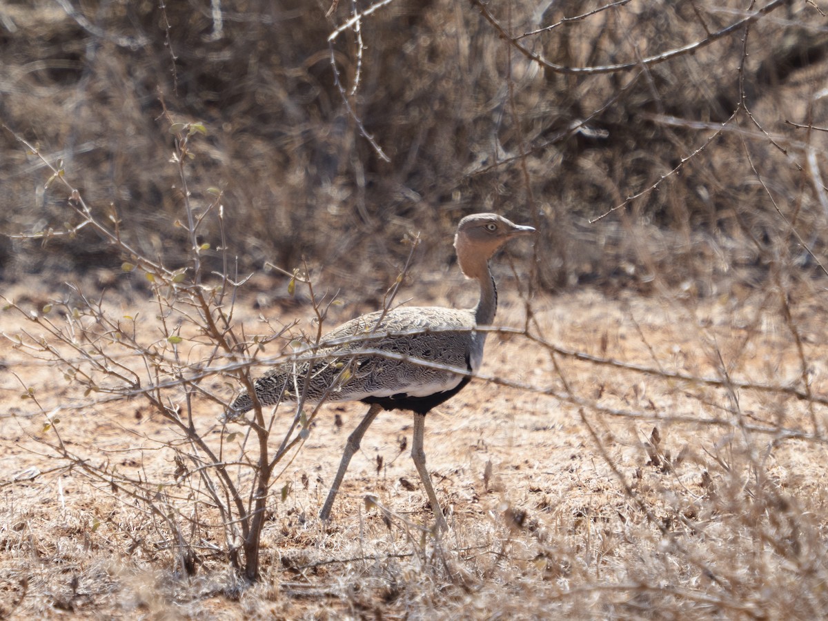 Buff-crested Bustard - Kaustubh Thirumalai