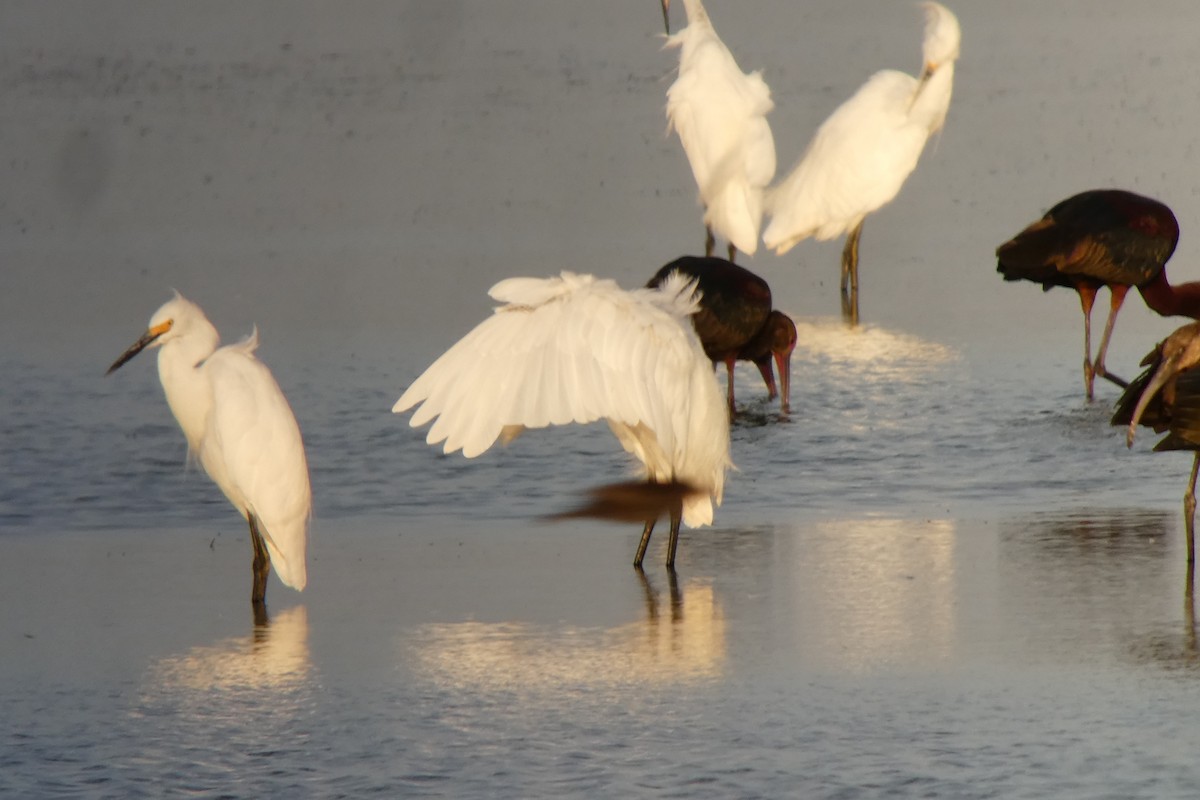 Snowy Egret - ML470016171