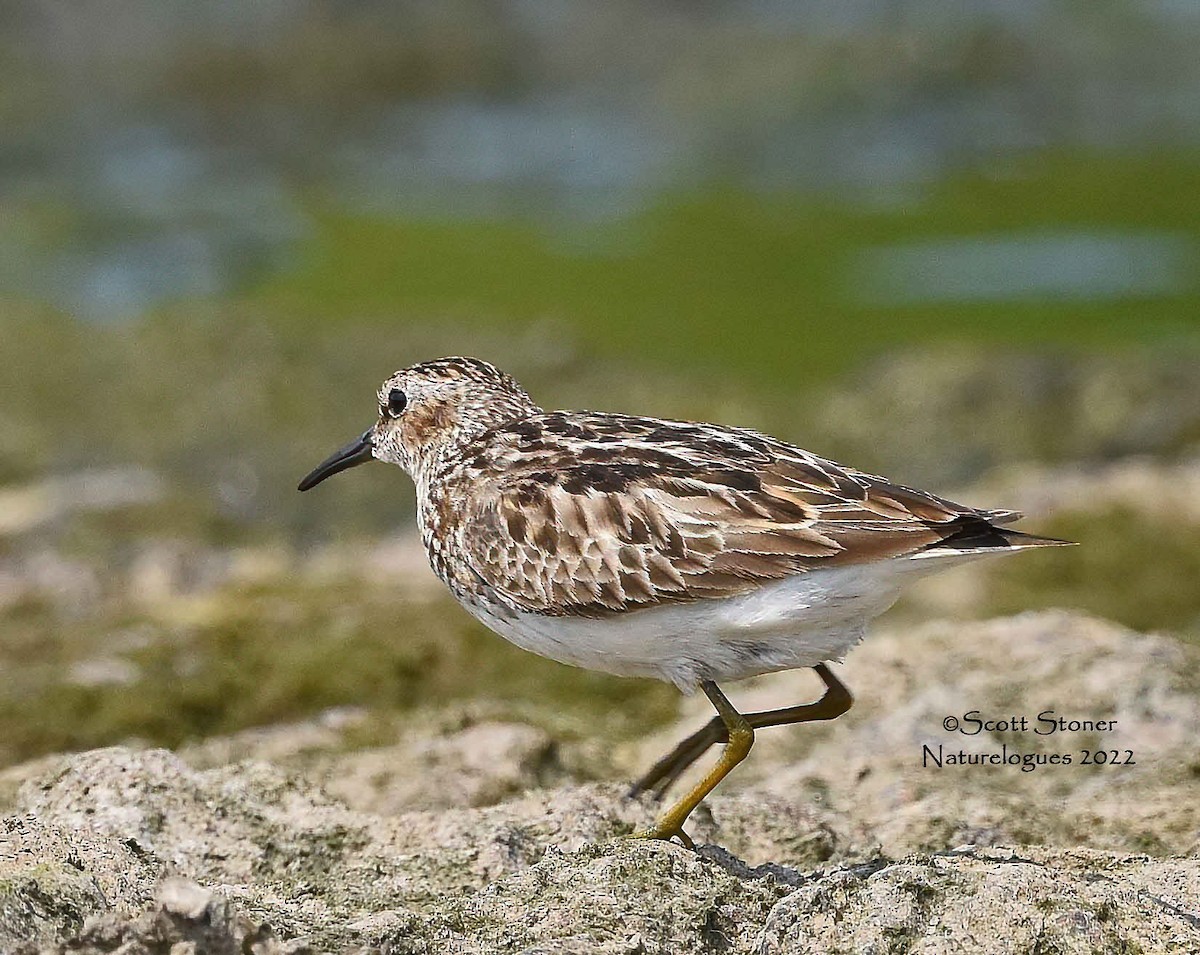 Least Sandpiper - ML470016401