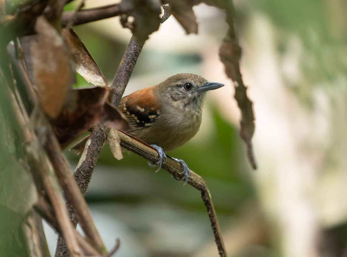 Rio Madeira Karıncaçıvgını (amazonica) - ML470016441