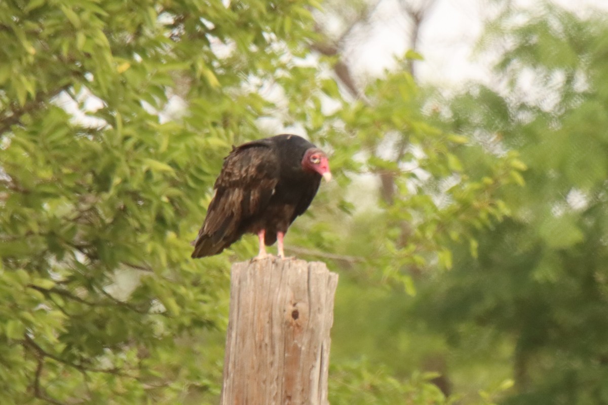 Turkey Vulture - ML470016731