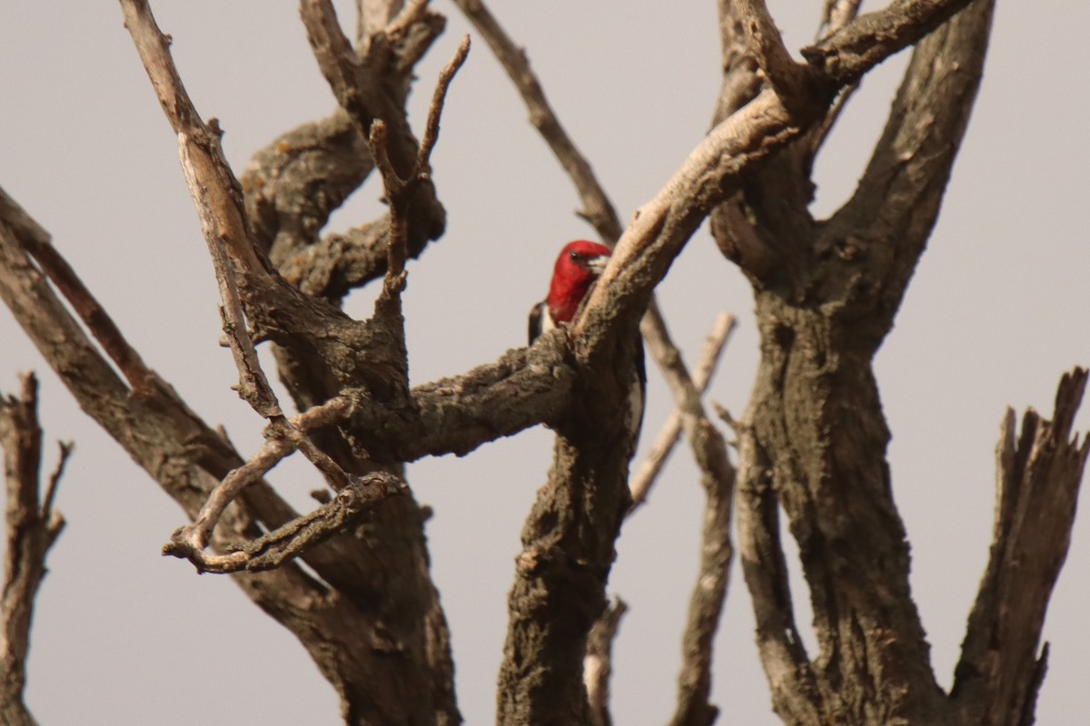 Red-headed Woodpecker - ML470016871