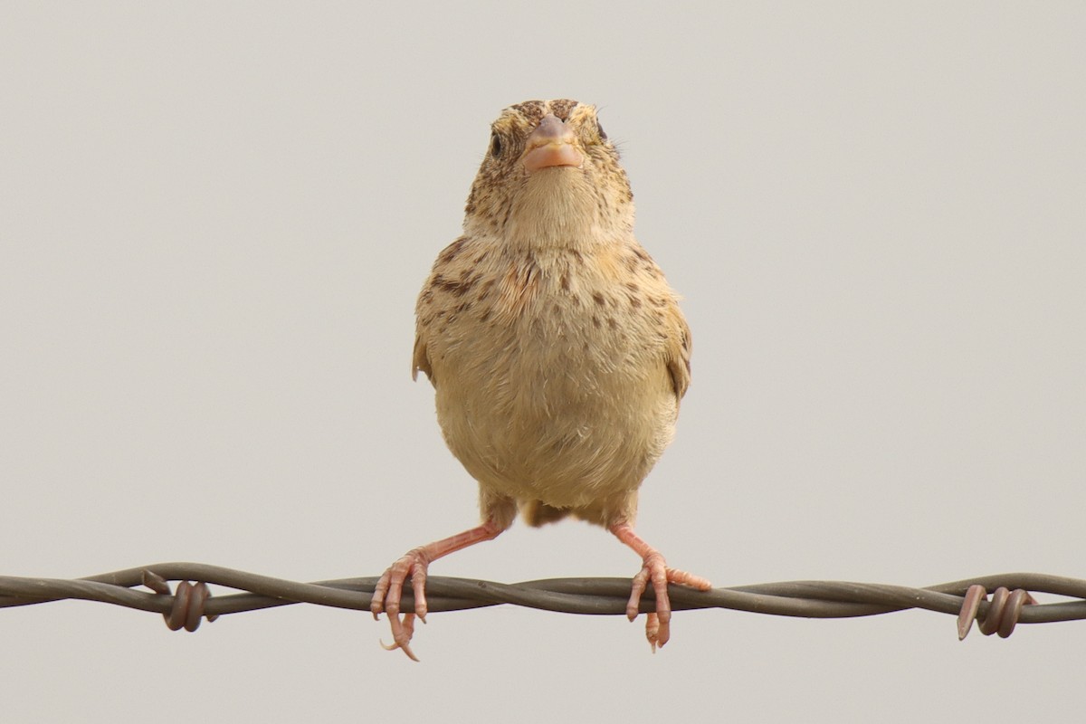 Grasshopper Sparrow - ML470017011