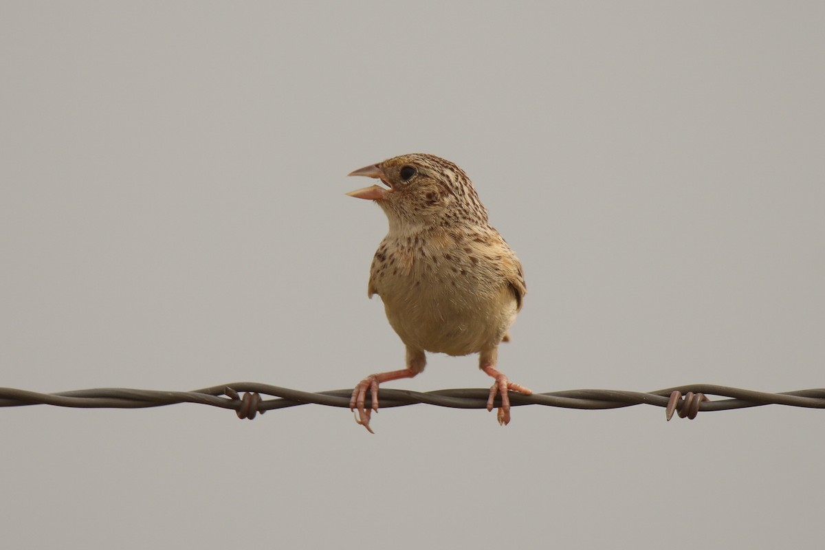 Grasshopper Sparrow - ML470017061