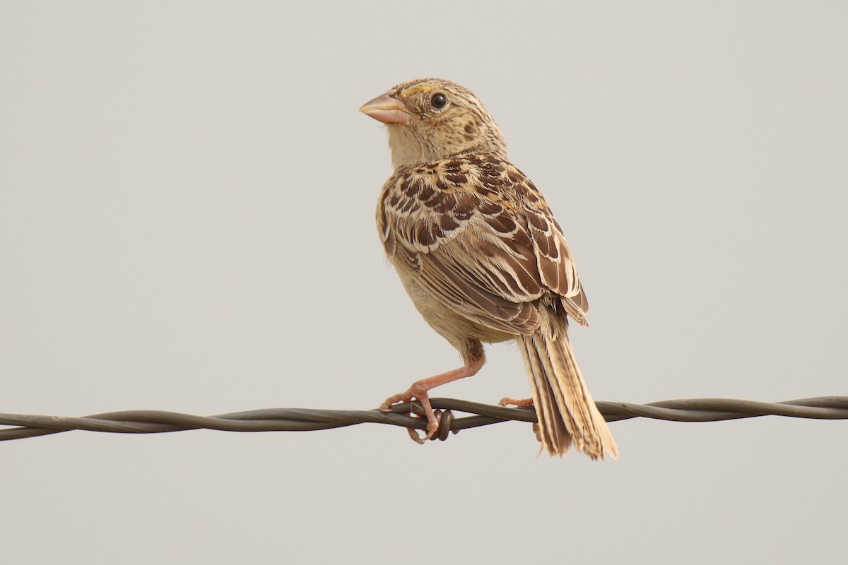 Grasshopper Sparrow - Jonathan Lautenbach