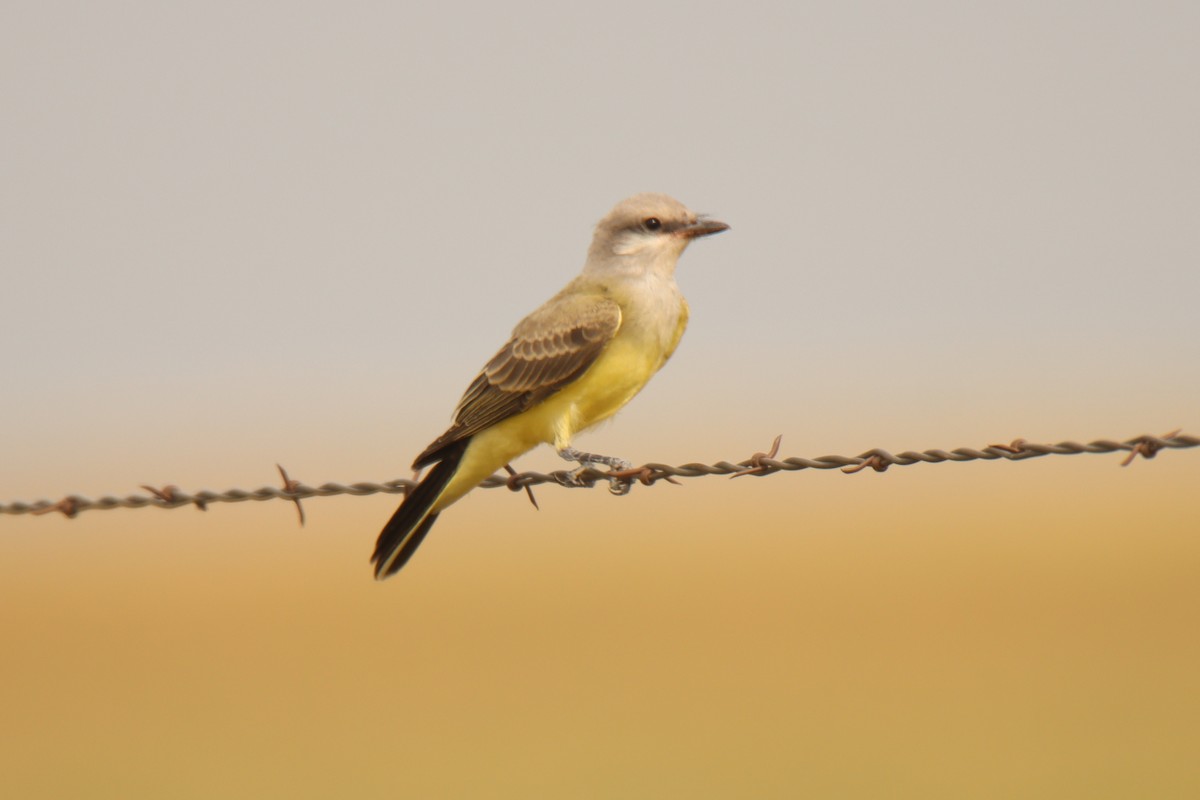 Western Kingbird - ML470017141