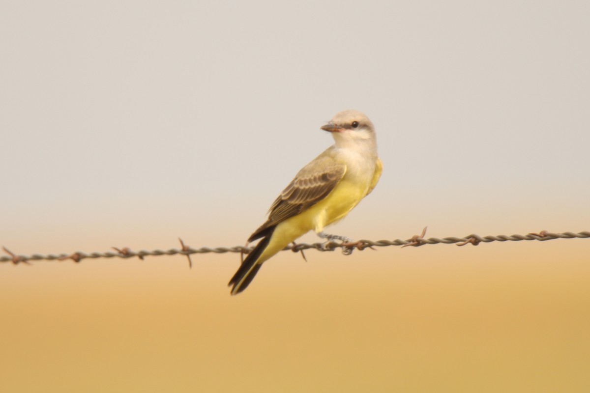 Western Kingbird - ML470017151