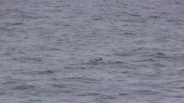 Antarctic Tern (South Georgia) - ML470017171