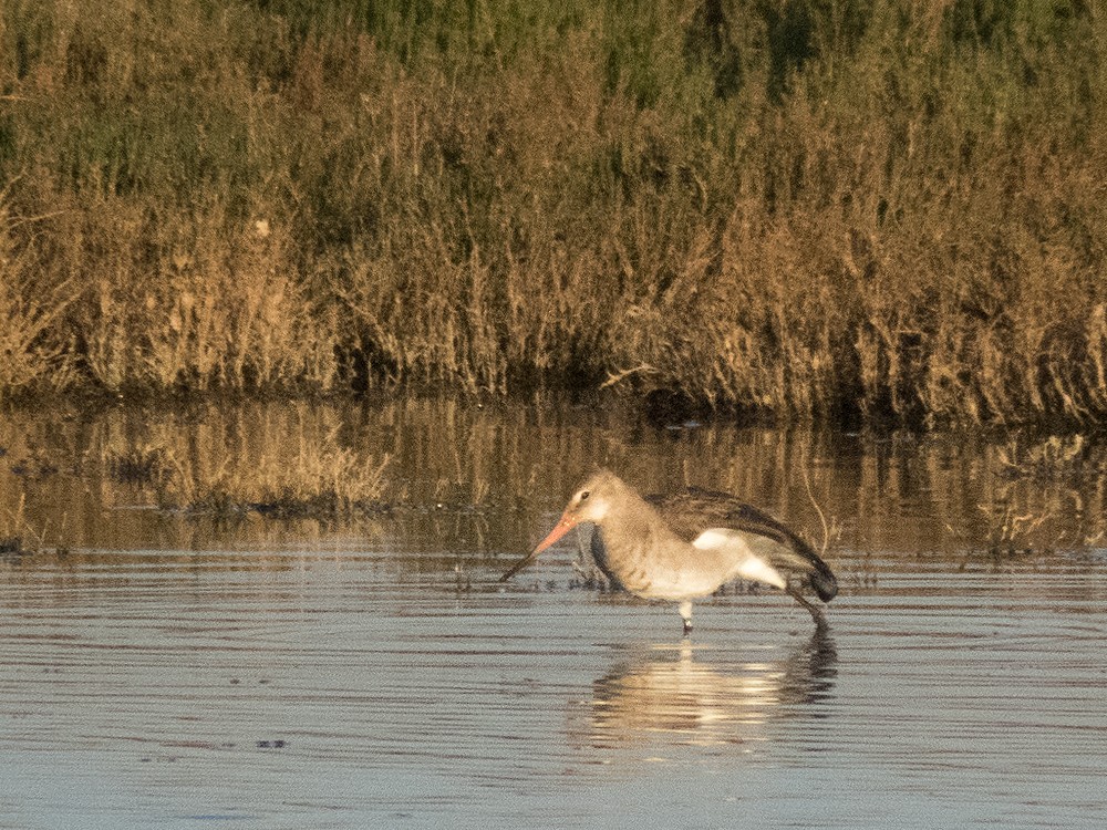 Black-tailed Godwit - Pedro Fernandes