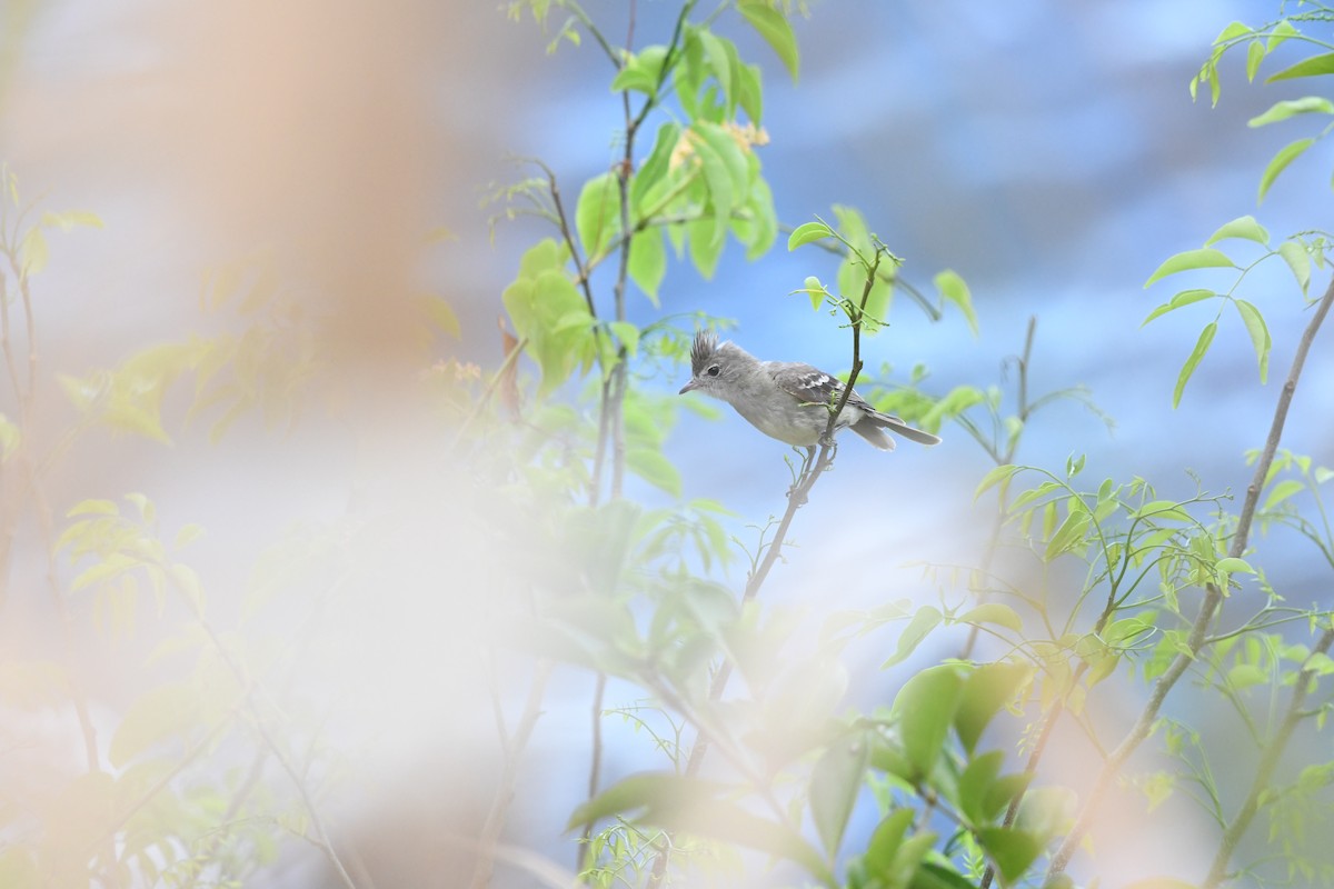 Yellow-bellied Elaenia - ML470017671