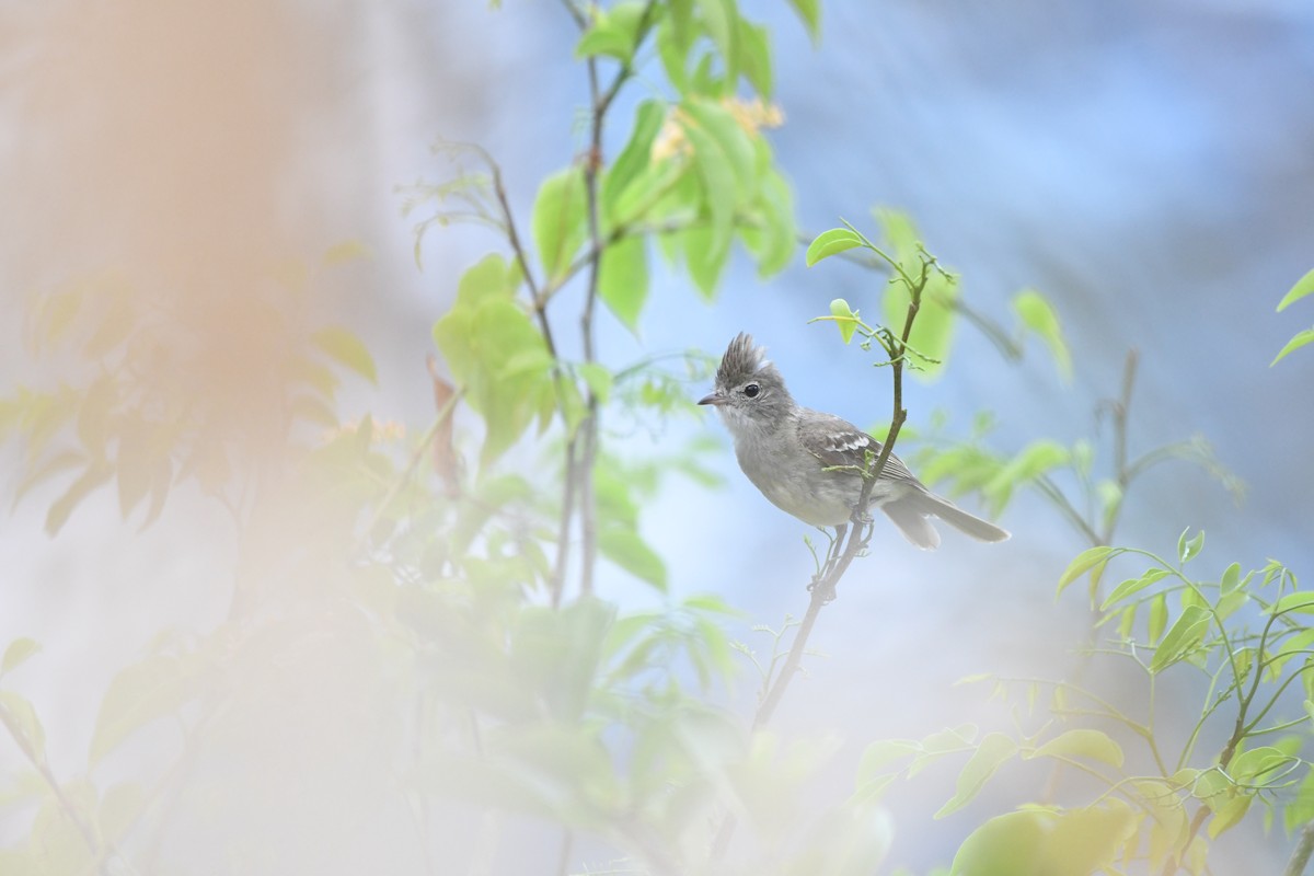 Yellow-bellied Elaenia - ML470017691