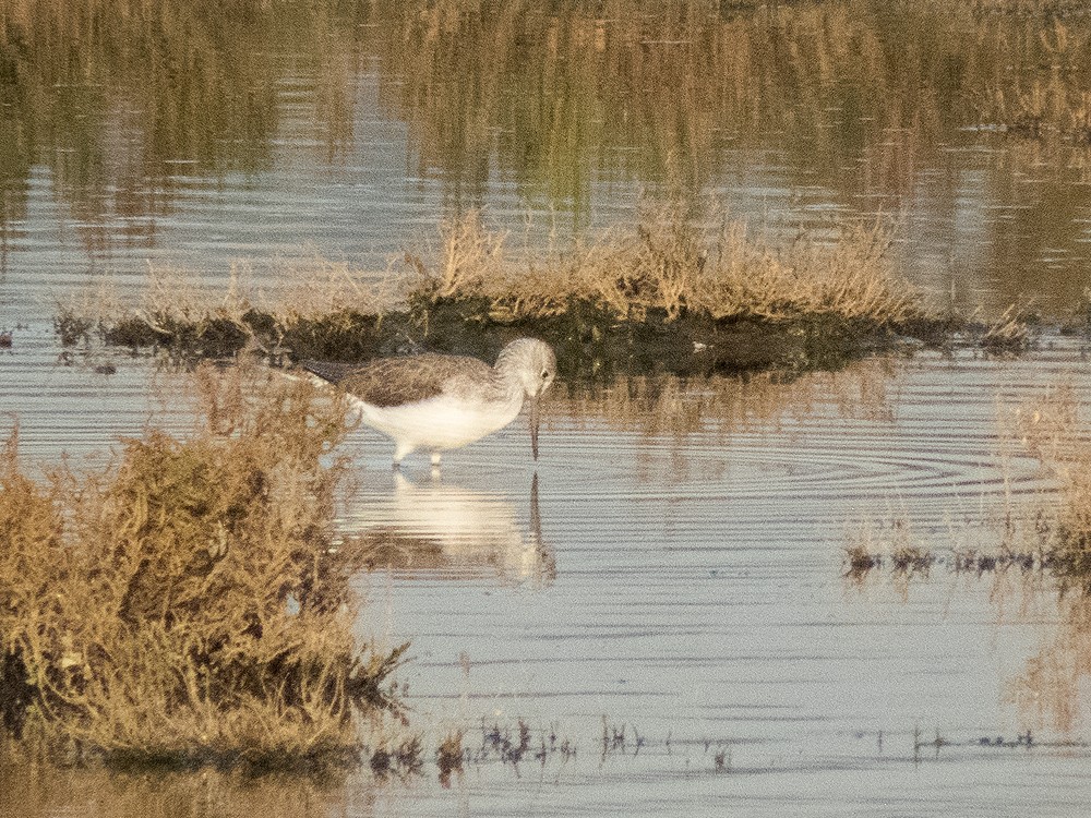 Common Greenshank - ML47001791