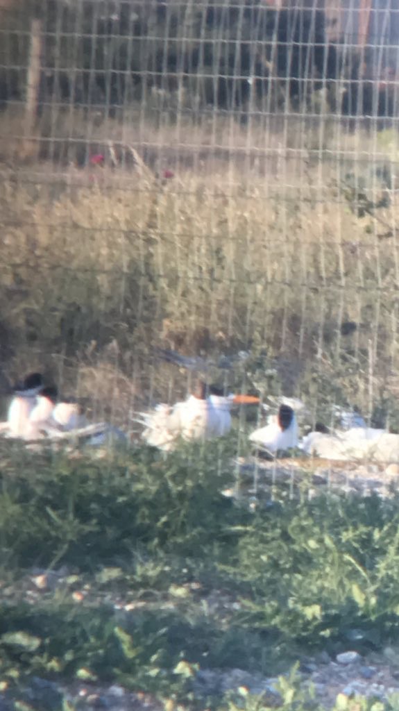Royal Tern - ML470018791