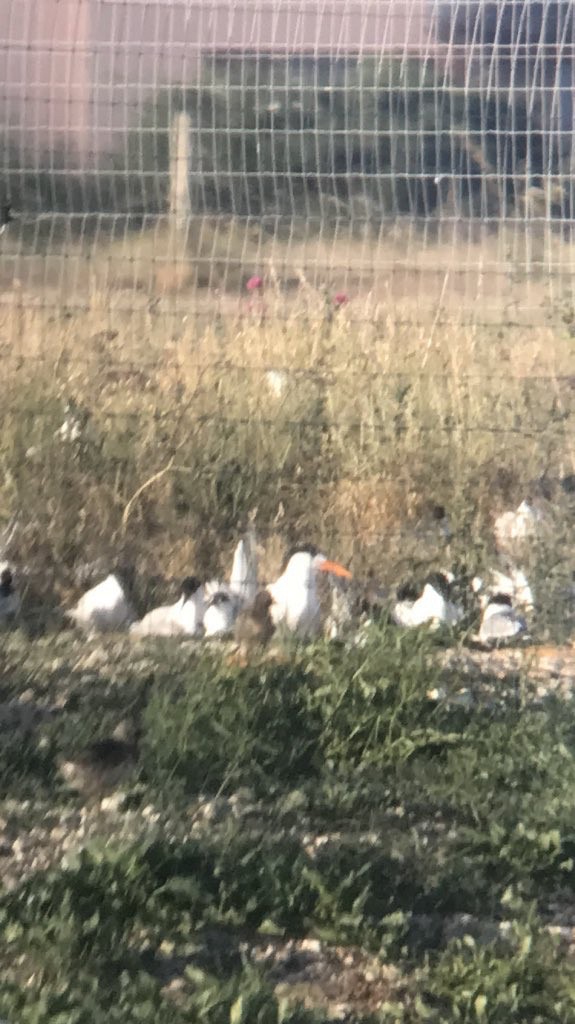 Royal Tern - ML470018801
