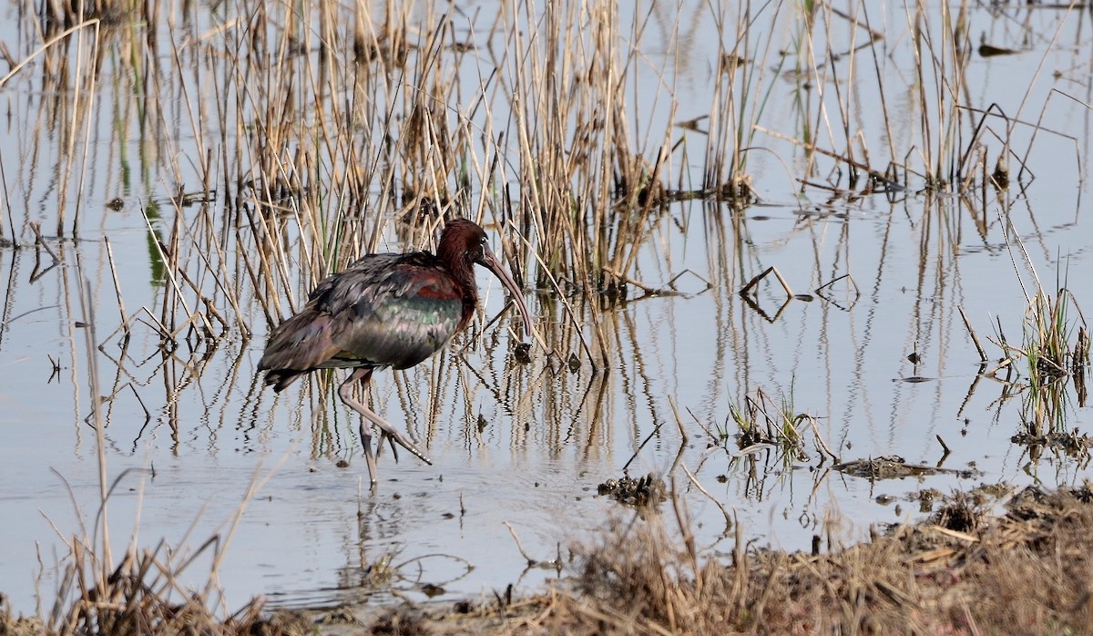 Glossy Ibis - ML470019901