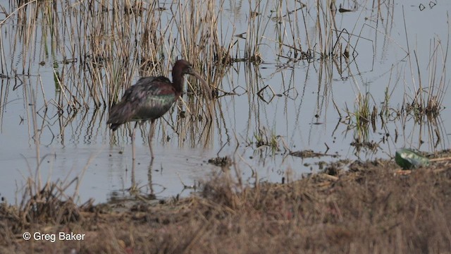 Glossy Ibis - ML470019911