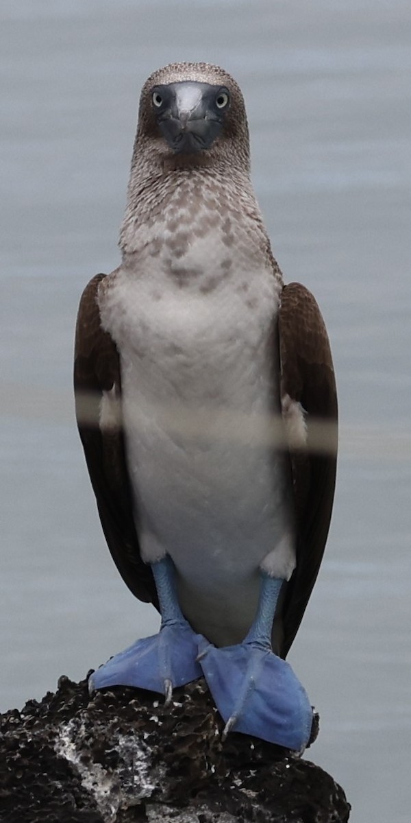 Blue-footed Booby - ML470020421
