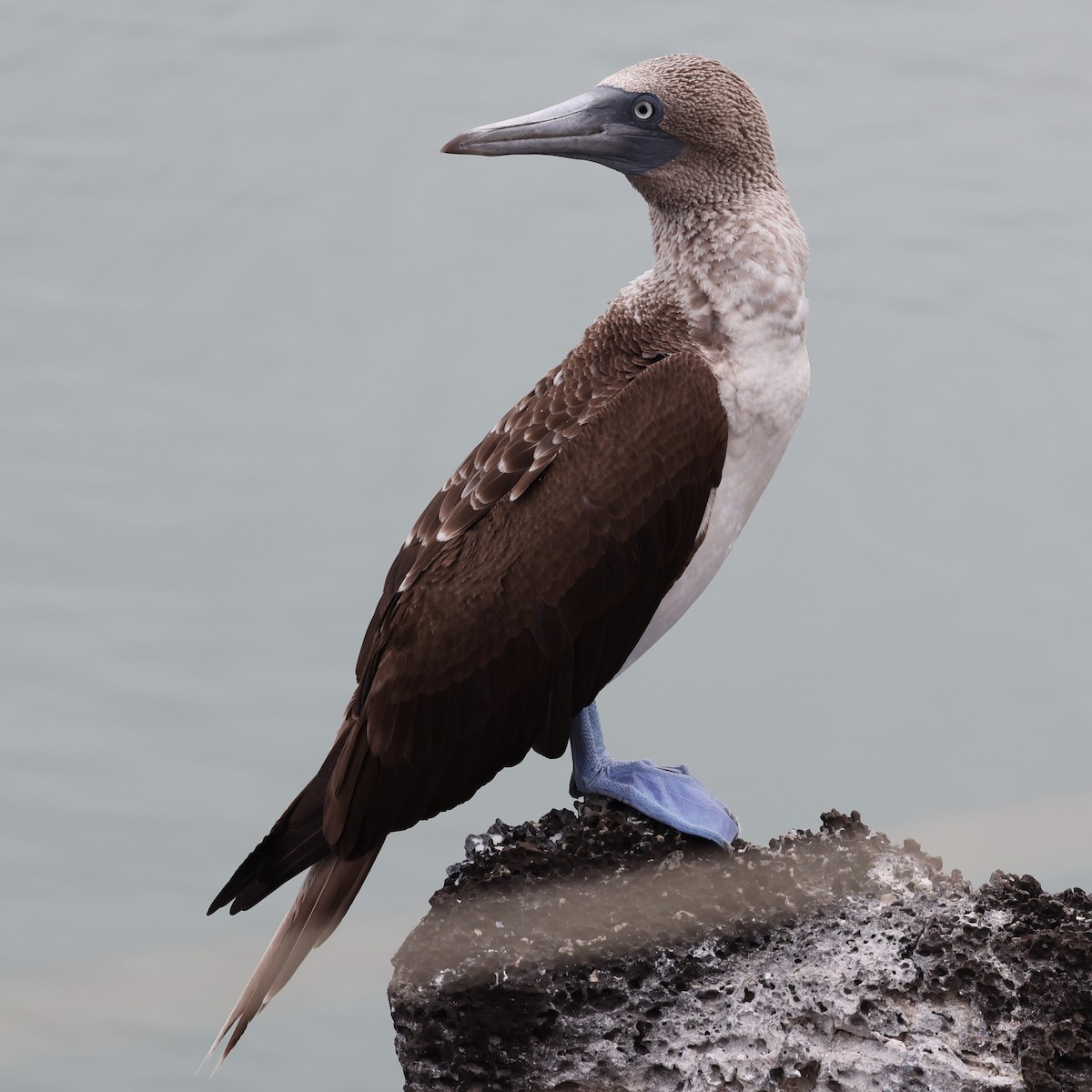 Blue-footed Booby - ML470020451