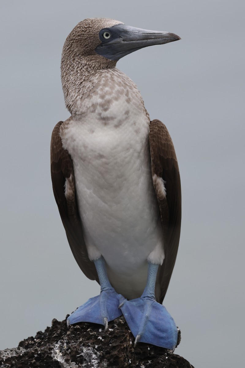 Blue-footed Booby - ML470020461
