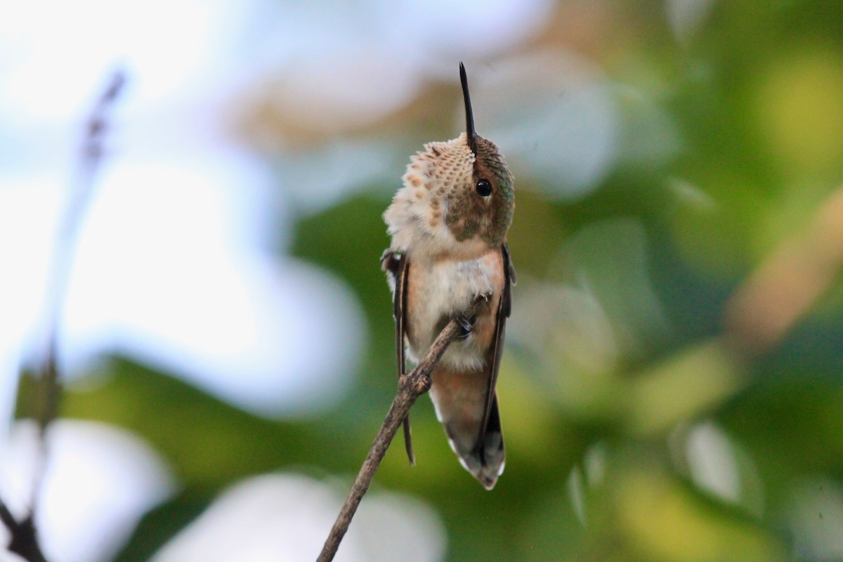 Rufous Hummingbird - ML470021971