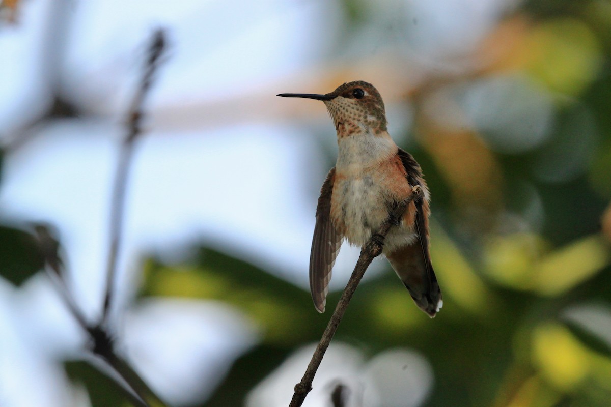 Rufous Hummingbird - ML470021991