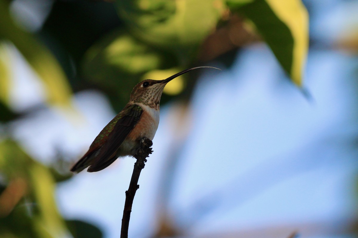 Rufous Hummingbird - ML470022021