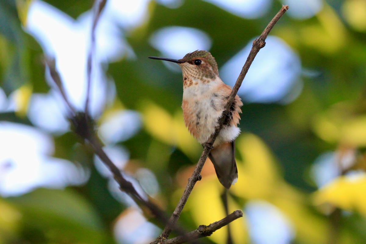 Rufous Hummingbird - ML470022041