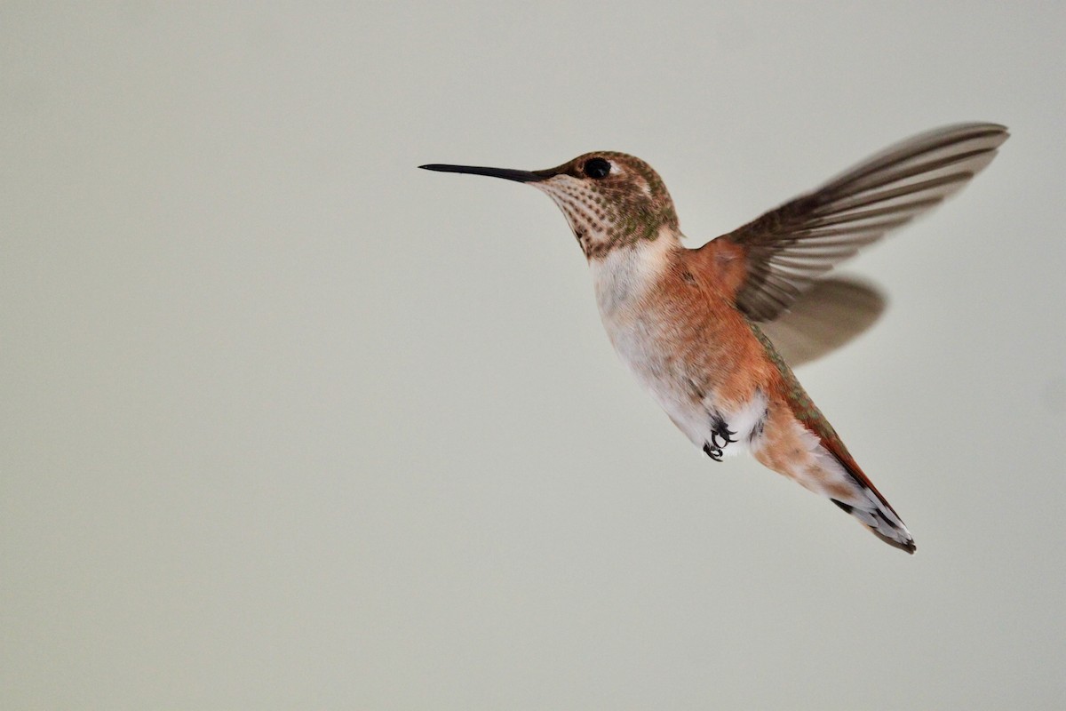 Rufous Hummingbird - ML470024631