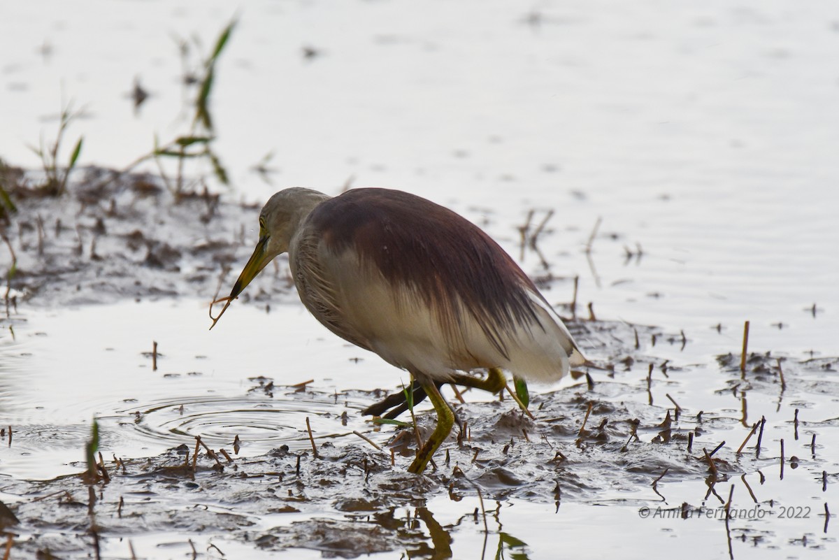 Indian Pond-Heron - ML470025921