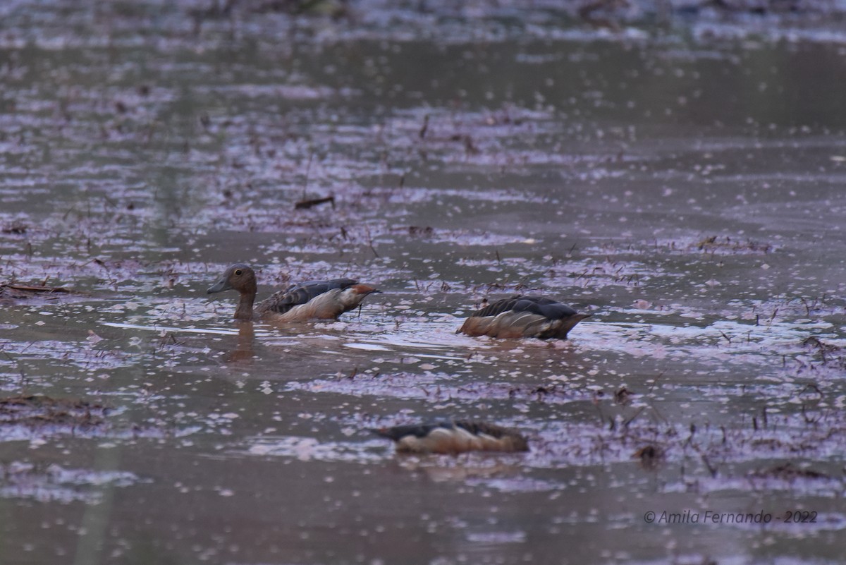 Lesser Whistling-Duck - ML470026421