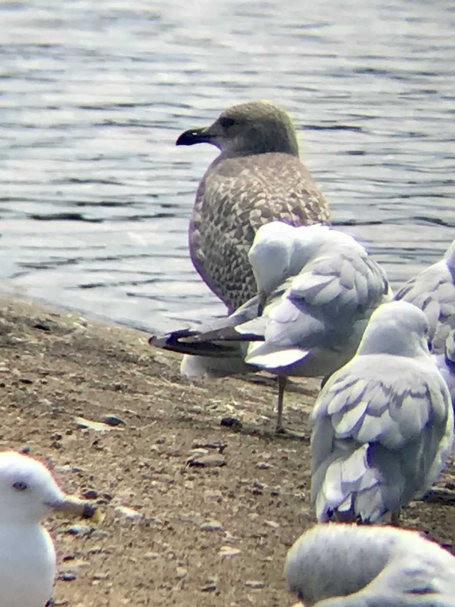 Herring Gull - ML470029921