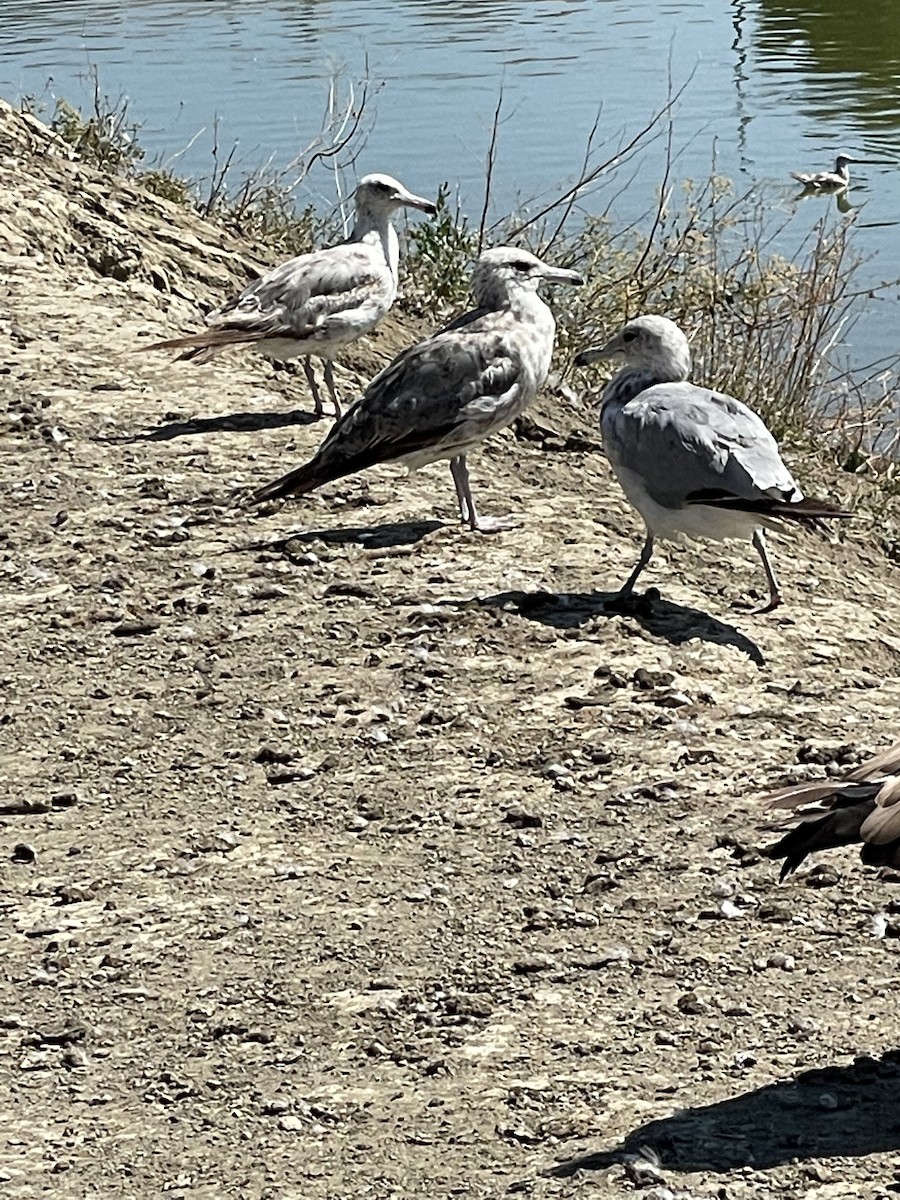 Gaviota Californiana - ML470030261