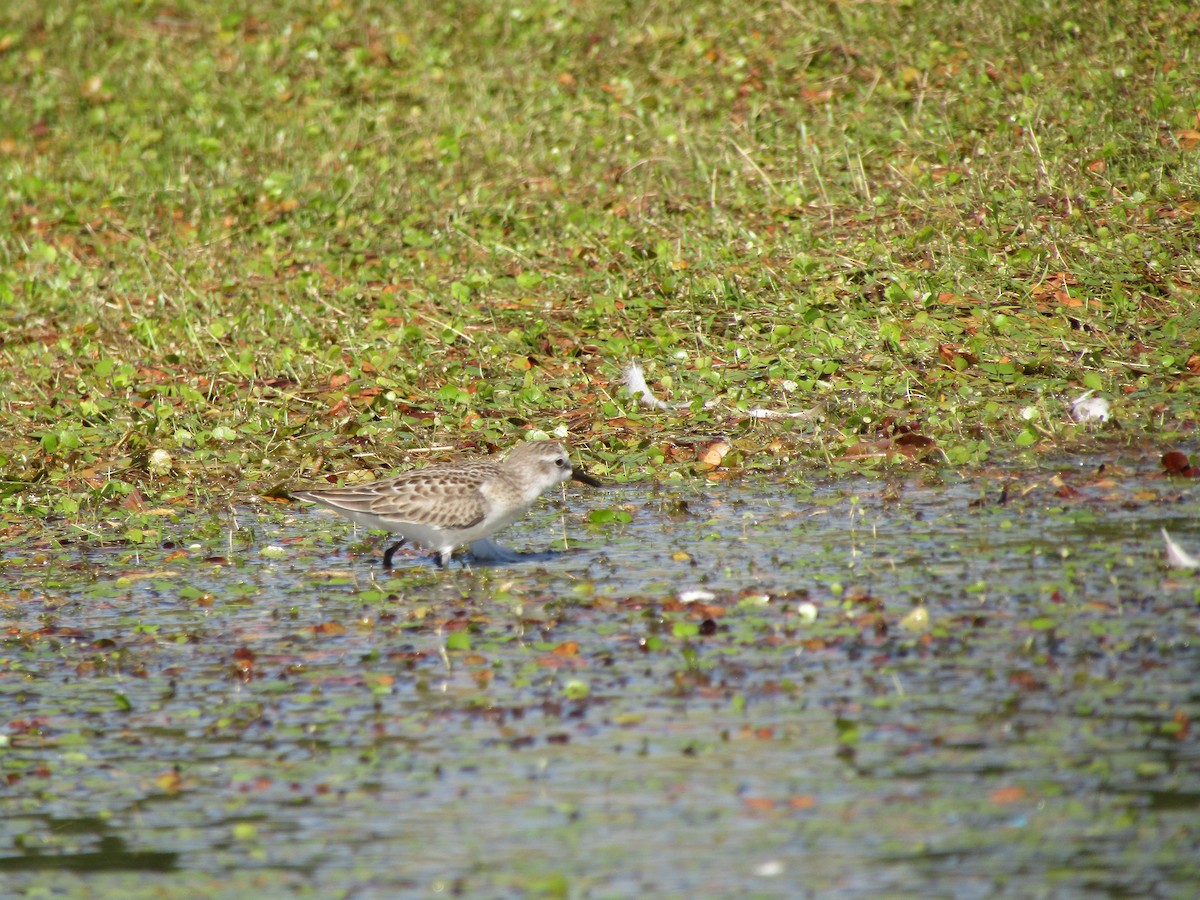 Semipalmated Sandpiper - ML470030561