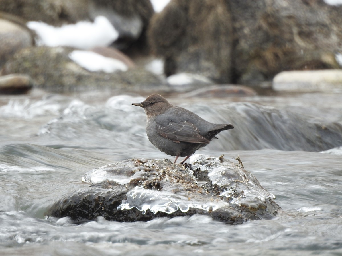 American Dipper - ML47003191