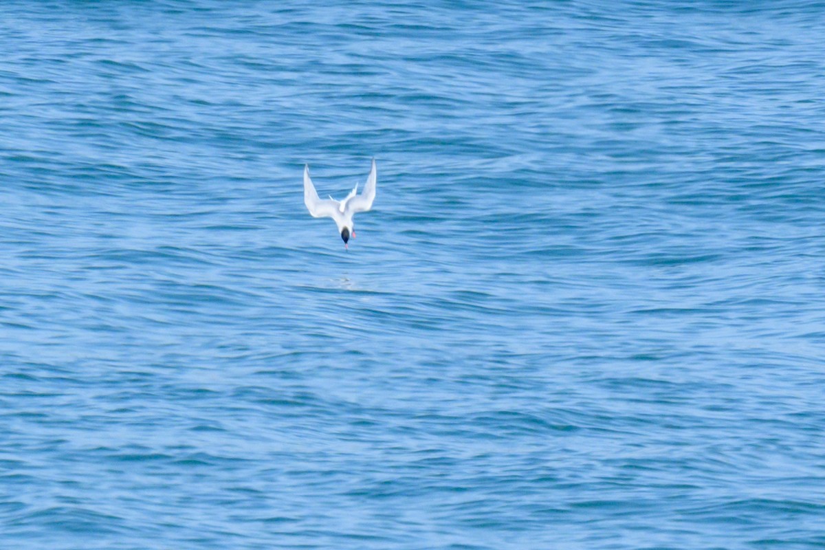 Arctic Tern - ML470032081