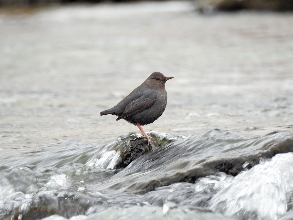 American Dipper - ML47003231