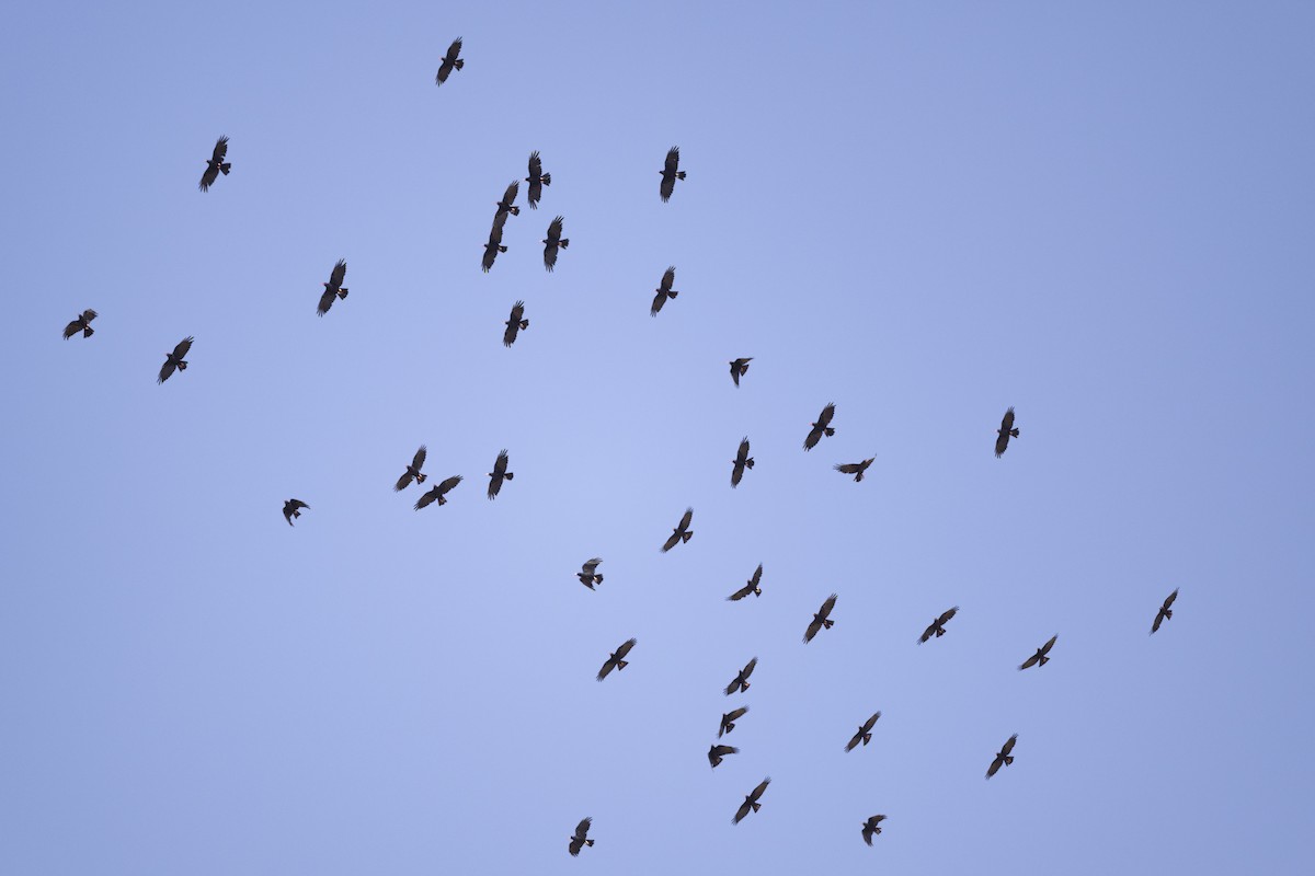 Red-billed Chough - ML470032801