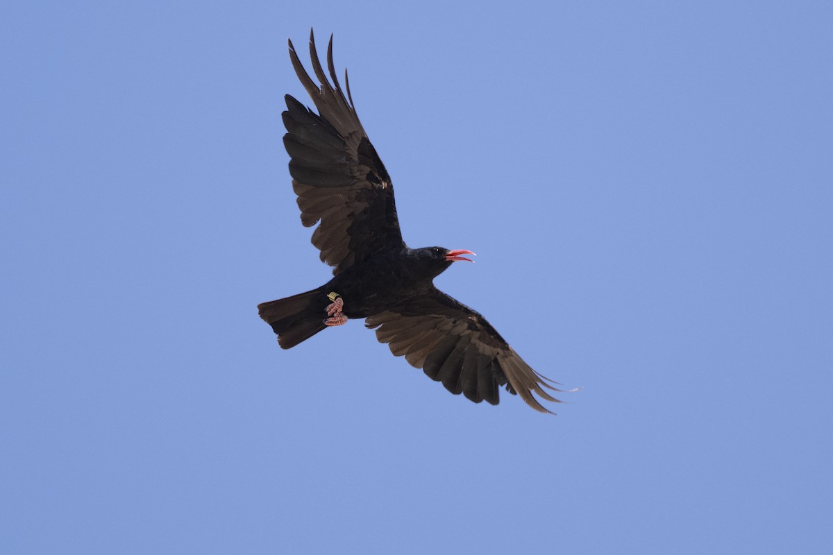 Red-billed Chough - ML470032811