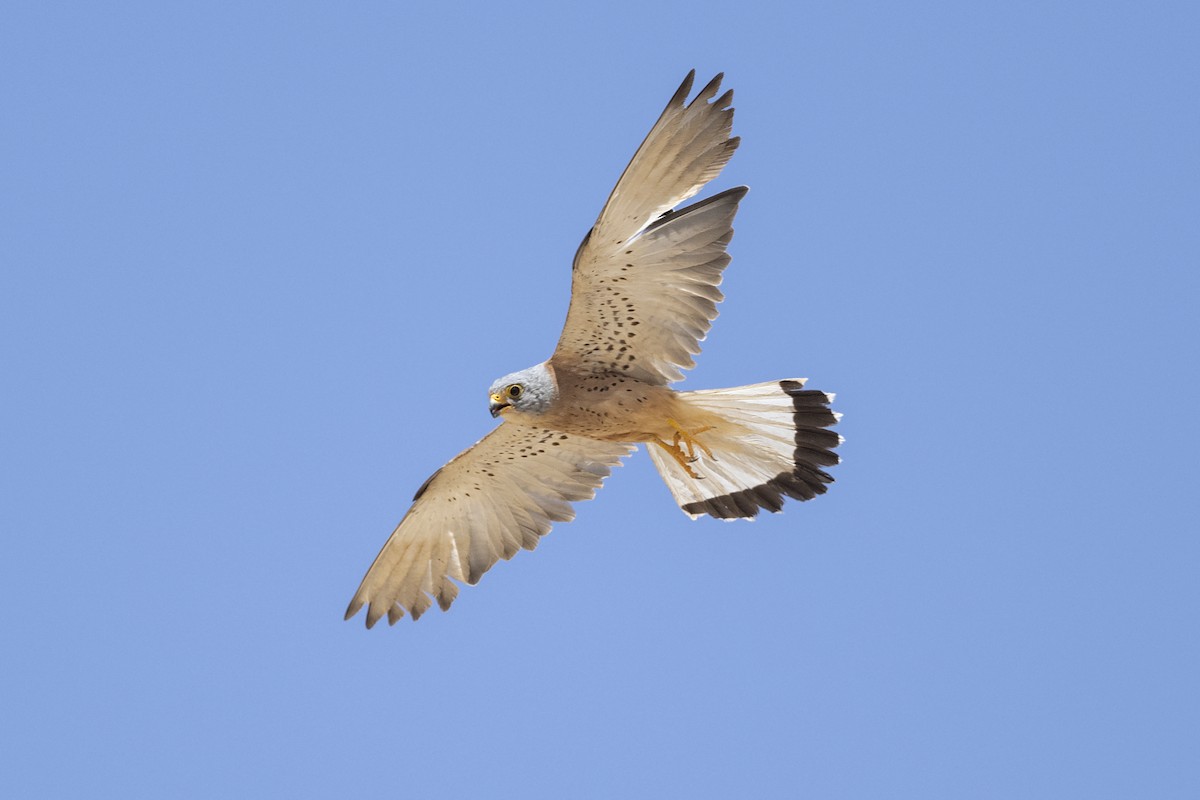 Lesser Kestrel - ML470033001