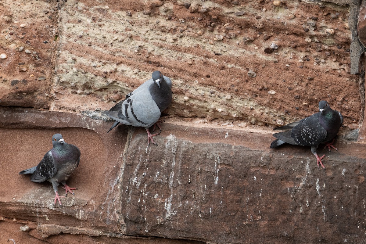 Rock Pigeon (Feral Pigeon) - ML470033071