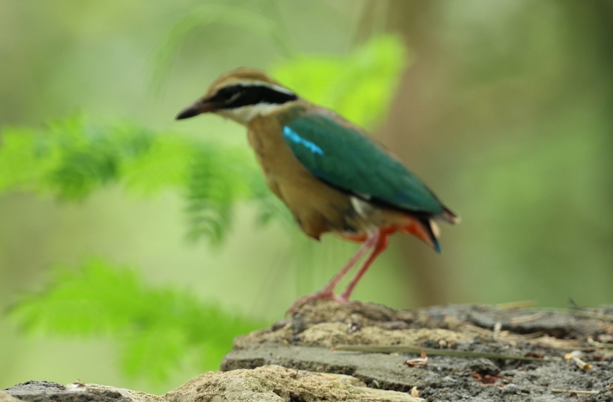 Indian Pitta - ML470033711