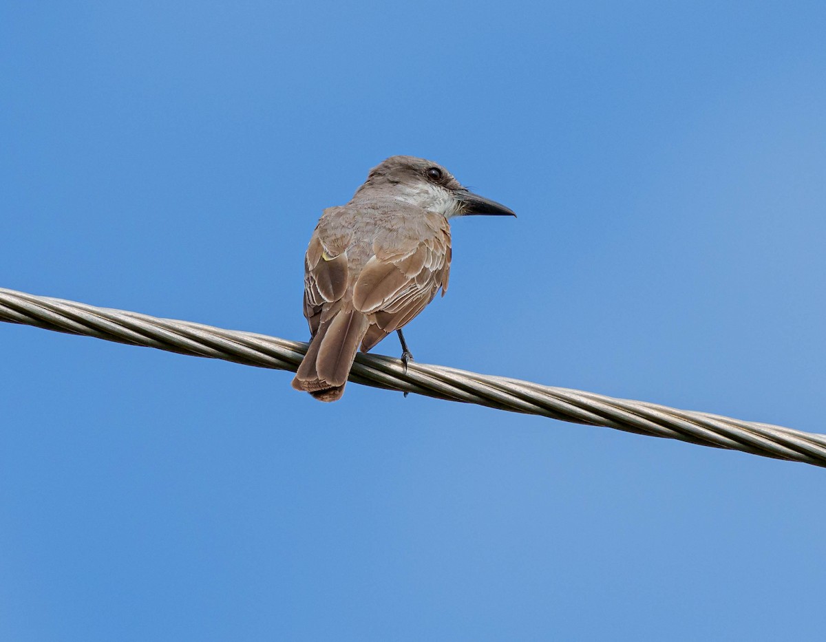 Gray Kingbird - ML470034101