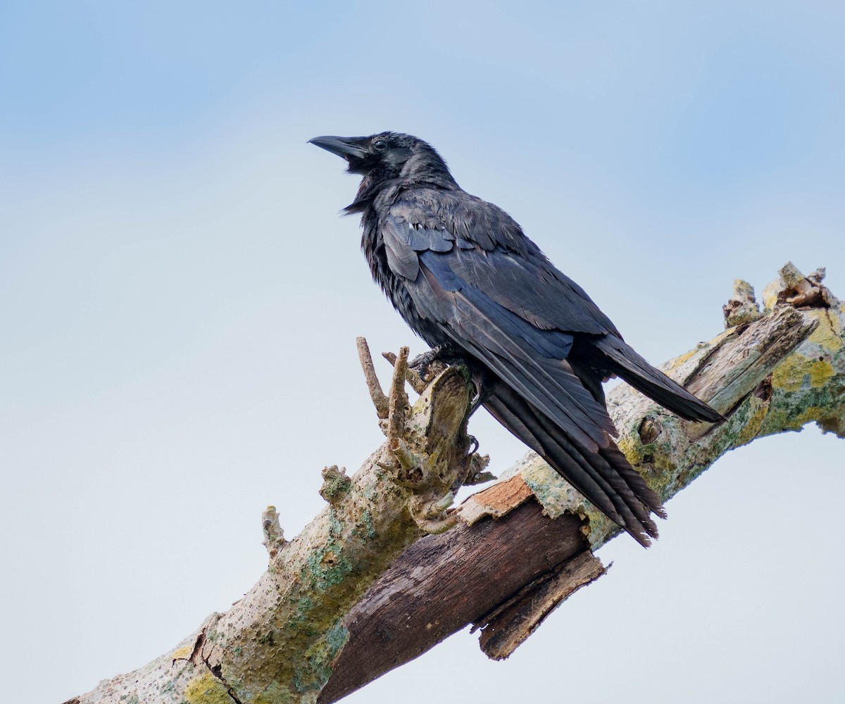 Fish Crow - ML470034221