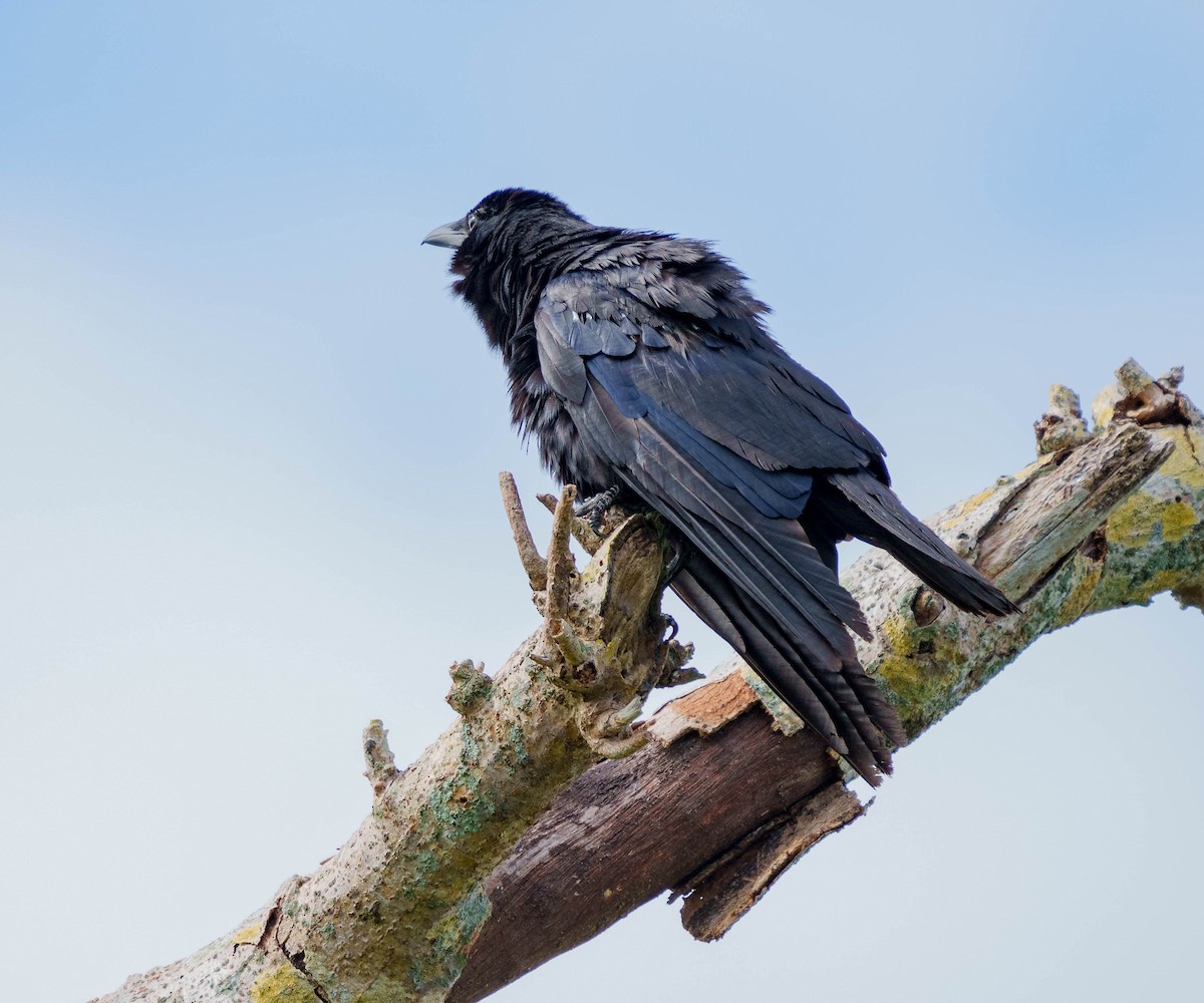 Fish Crow - ML470034231