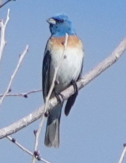 Lazuli Bunting - ML470034741