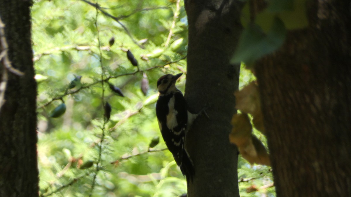 Great Spotted Woodpecker - ML470035281