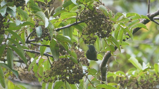 Mosquero Gorjiestriado - ML470036151