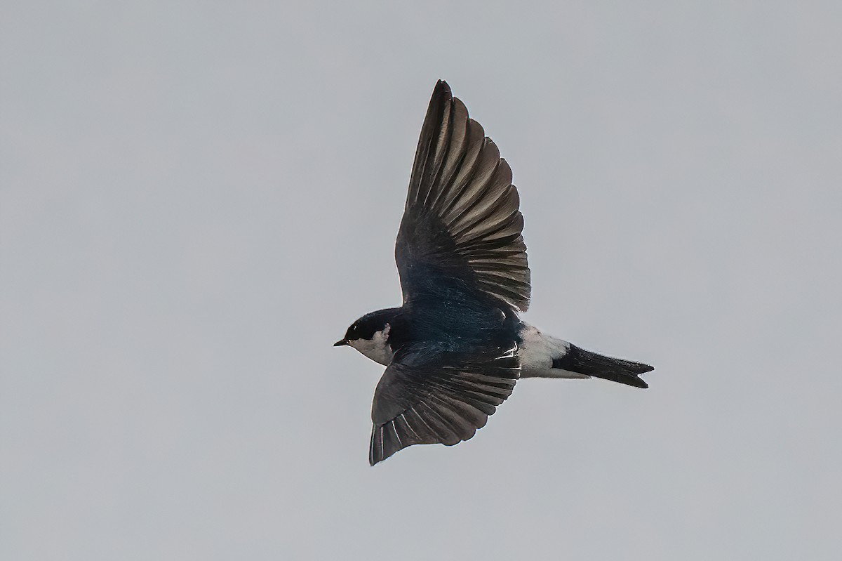 White-rumped/Chilean Swallow - ML470037361